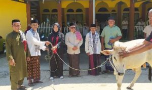 Ketua Fraksi PDIP Zandra Astuti Mondo menyerahkan sapi kurban kepada pengurus Masjid Baiturrahman, Desa Inomunga, disaksikan Ketua DPC PDIP Bolmut Drs. Hi. Amin Lasena, MAP.