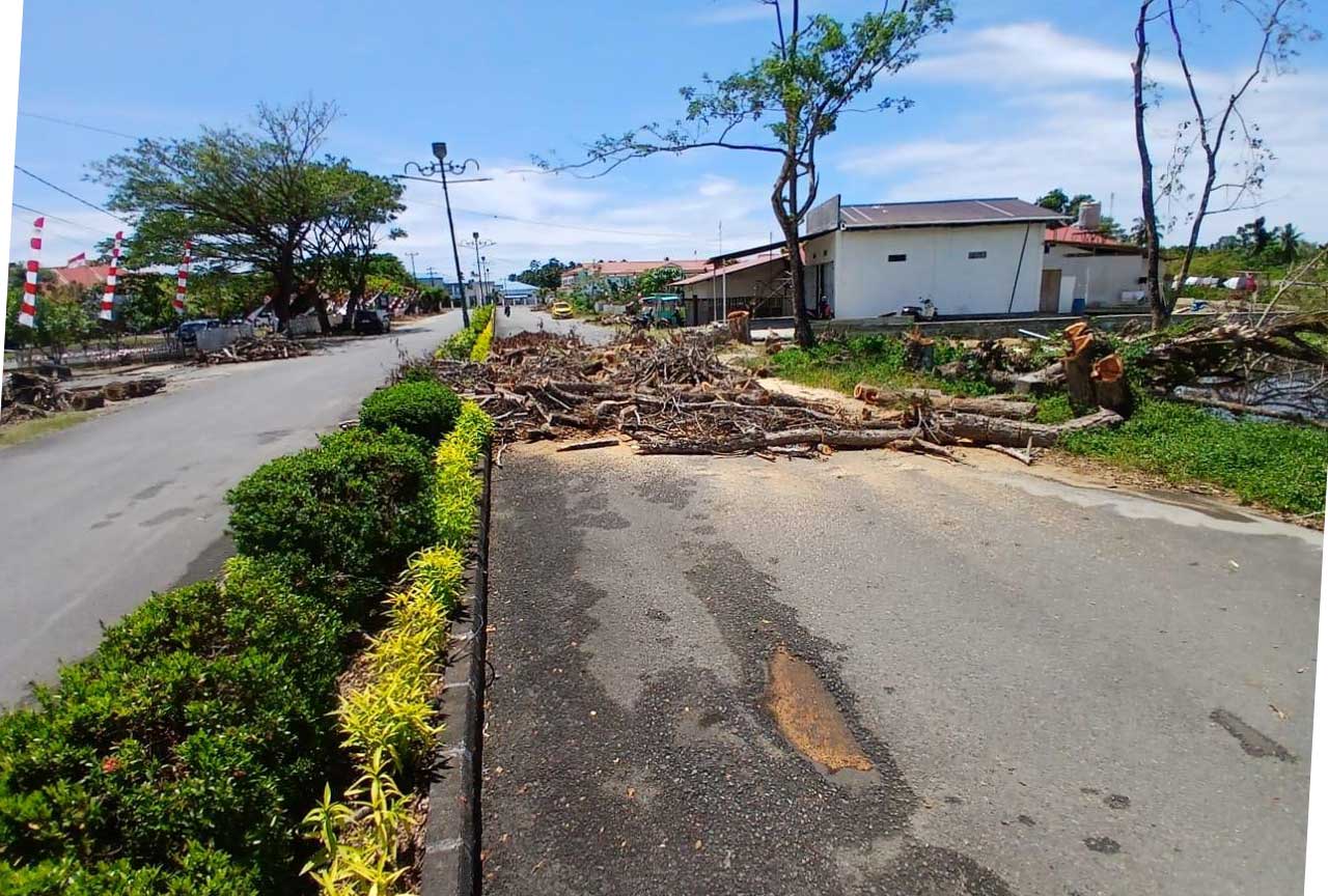 Batang dan ranting pohon hasil penebangan dibiarkan menumpuk di badan jalan depan kompleks kantor pemerintahan Kabupaten Bolaang Mongondow Utara, Selasa, (582025). Penebangan dilakukan oleh Dinas Lingkungan Hidup tanpa penanganan pasca-tebang yang memadai. Foto Dok. binadow.com